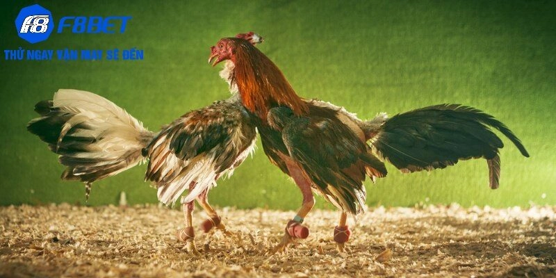 Các hình thức Đá gà phổ biến tại F8BET