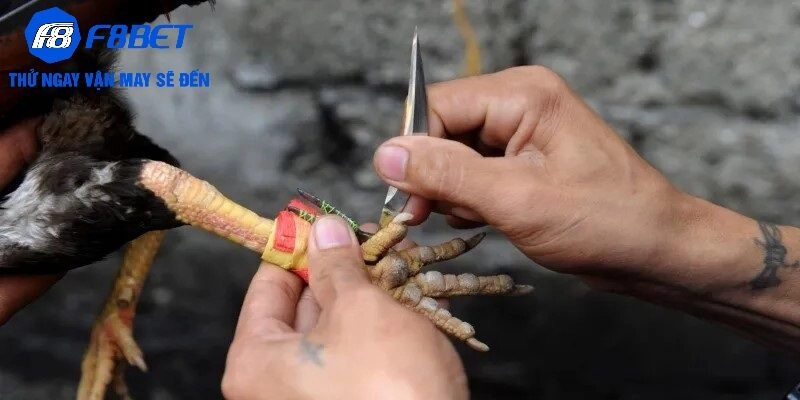 Các loại hình đá gà cựa dao tại F8BET