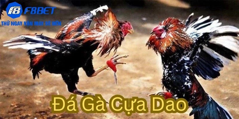 Đá gà Cựa dao là gì?