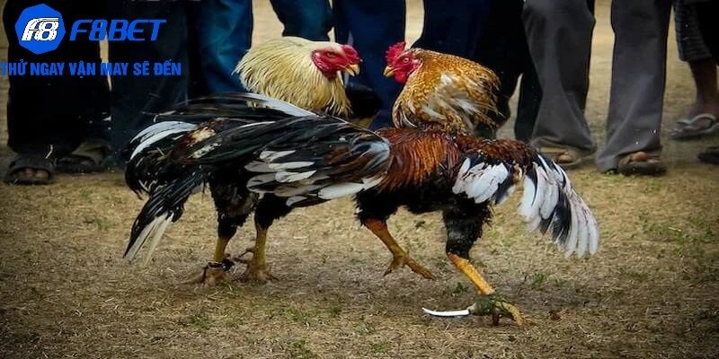 Đánh giá của người chơi về đá gà cựa dao tại F8BET