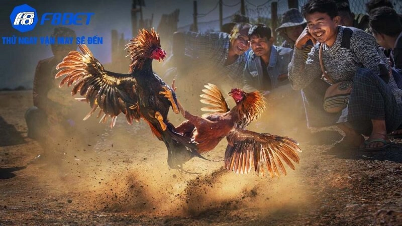 Hướng dẫn tham gia đá gà SV388 tại F8BET