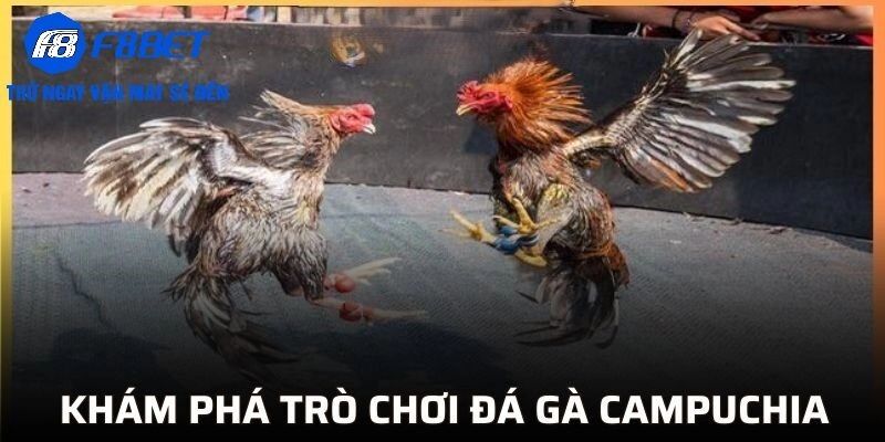 Khám phá trò chơi đá gà Campuchia tại F8BET