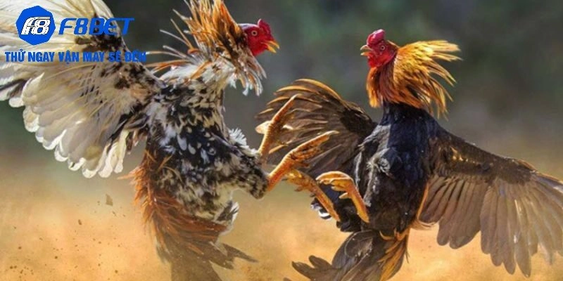 Kinh nghiệm cá cược Đá gà hiệu quả tại F8BET