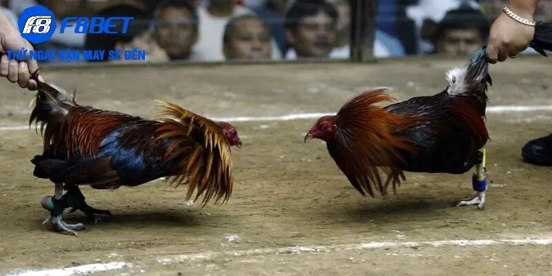 Kinh nghiệm cá cược đá gà Mộc bài hiệu quả nhất tại F8BET