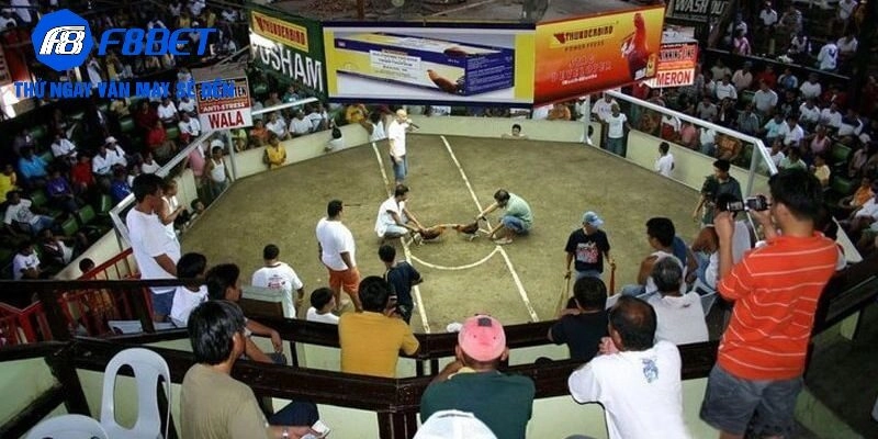 Kinh nghiệm và mẹo cá cược thắng lớn tại trường gà Savan F8BET