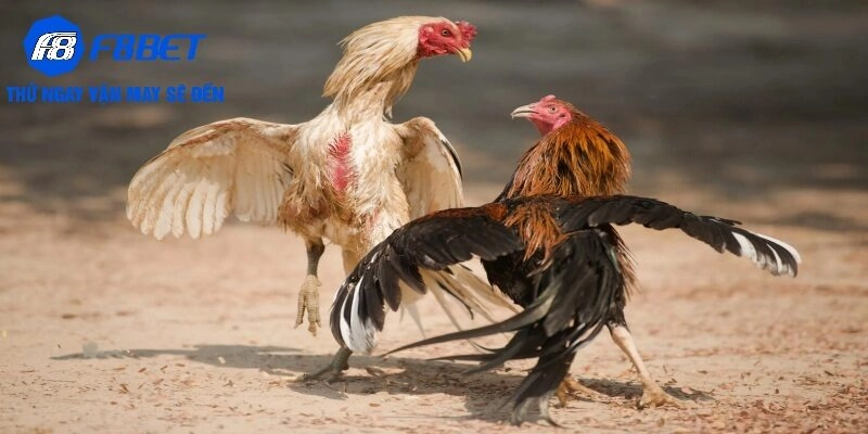 Kinh nghiệm và mẹo chơi Đá gà Campuchia tại F8BET