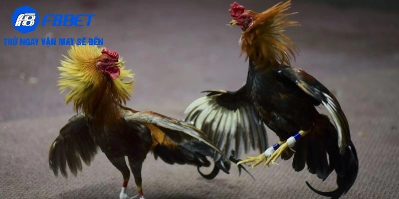 Lưu ý khi tham gia đá gà Thomo trực tuyến tại F8BET