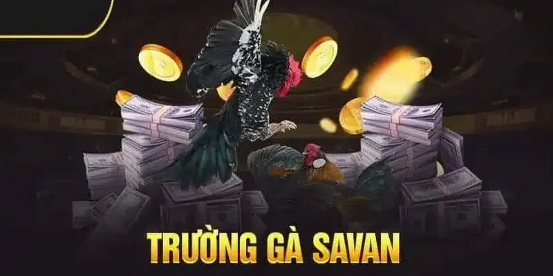 Những ưu điểm vượt trội khi tham gia trường gà Savan F8BET