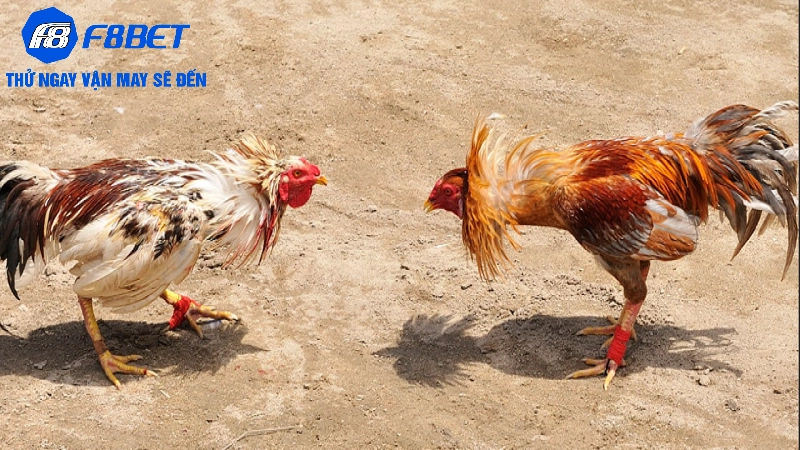 Ưu điểm khi xem Đá gà Campuchia tại F8BET