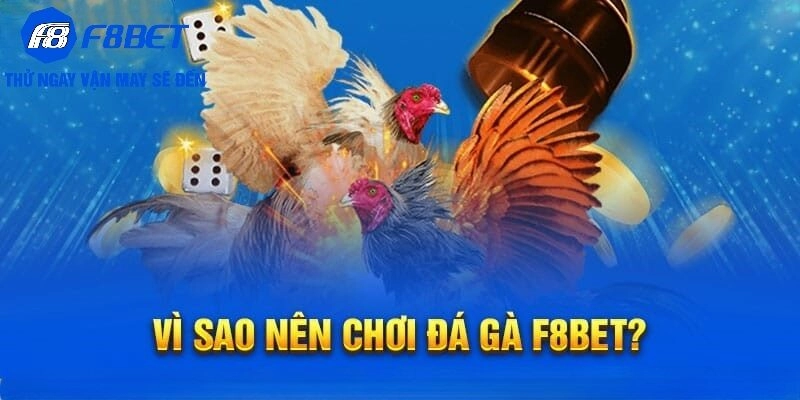 Vì sao Đá gà F8BET được yêu thích?